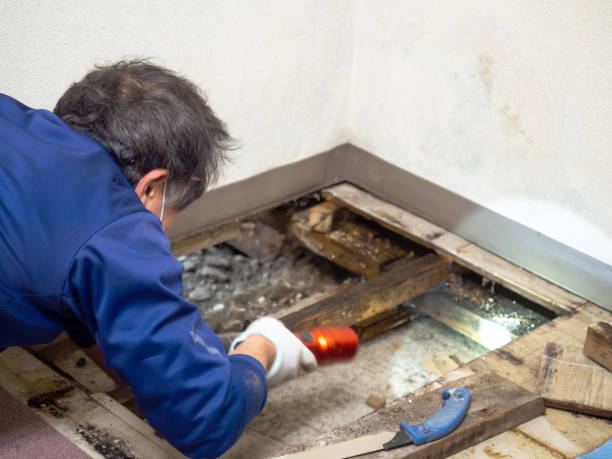 Best Professional Mold Removal  in Bedford, VA