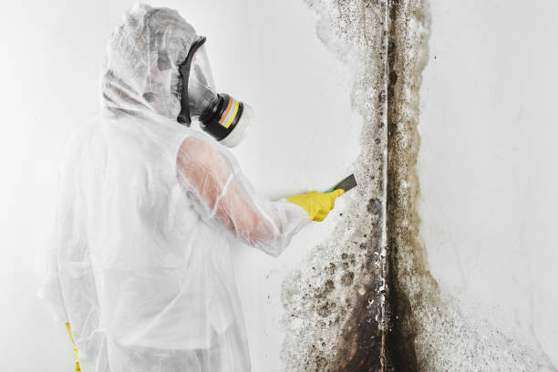 Best Fast Mold Removal  in Bedford, VA