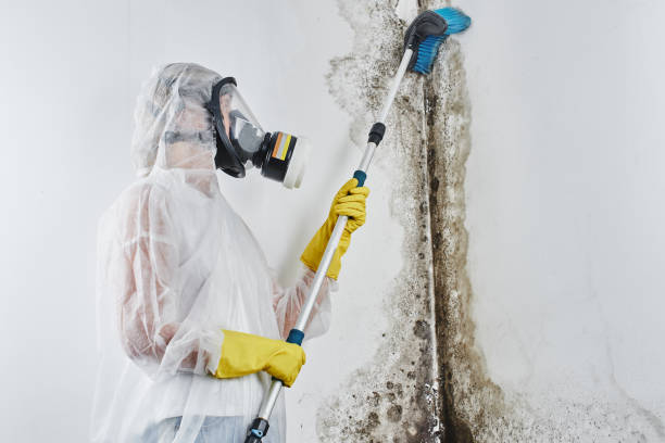 Professional Mold Removal in Bedford, VA