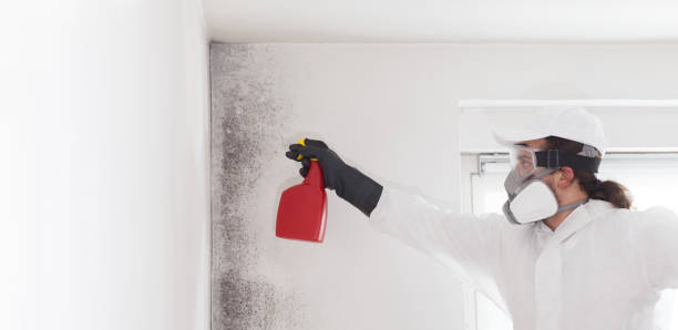 Best Best Mold Removal Companies  in Bedford, VA