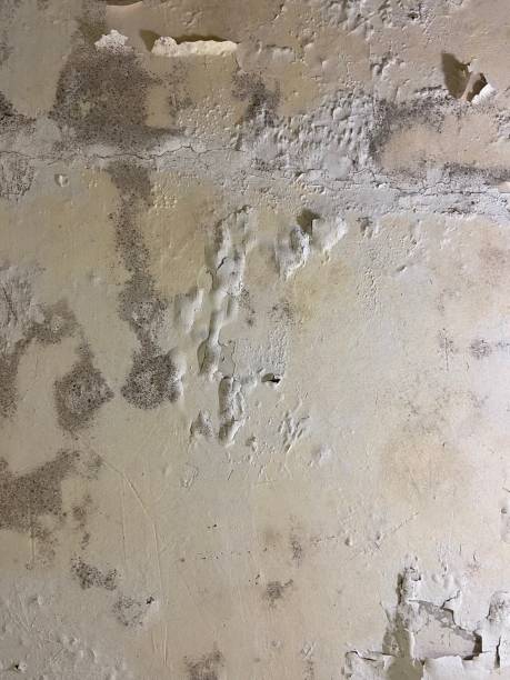 Home Mold Removal in Bedford, VA