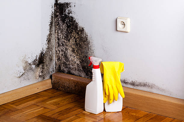 Best Home Mold Removal  in Bedford, VA