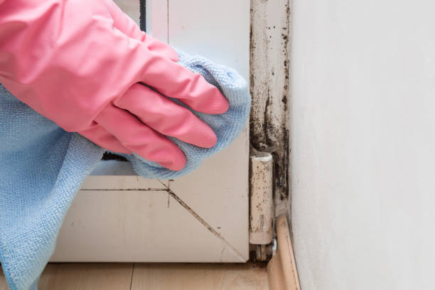 Best Home Mold Removal  in Bedford, VA